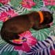 AKC Belgian Malinois Puppies