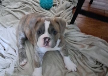 Janet – Olde Bulldog Puppy-Tri-Color. I am amazing