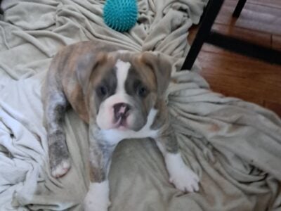 Janet – Olde Bulldog Puppy-Tri-Color. I am amazing
