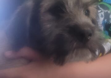 Heeler/Terrier Mix