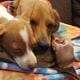 Mini-Dachshund CKC Ezri I’m the Last One