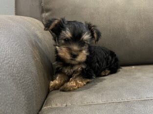 CKC Yorkie puppy