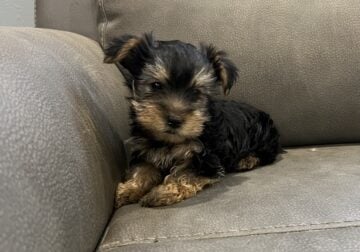 CKC Yorkie puppy
