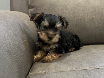 CKC Yorkie puppy