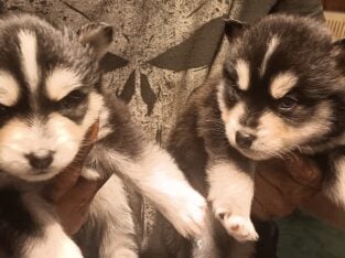 K&K Pomsky