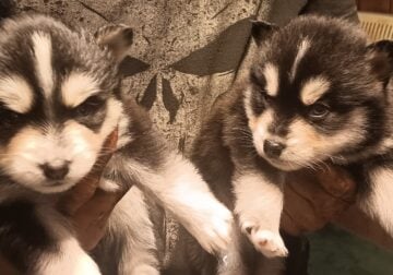 K&K Pomsky