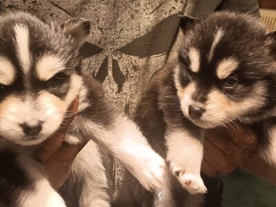K&K Pomsky