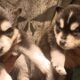 K&K Pomsky