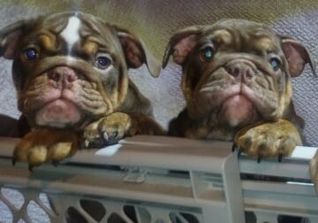 Two Chocolate Females Available