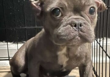 Frenchie