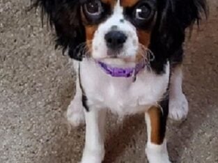 Cavalier King Charles Spaniel Pups