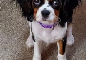 Cavalier King Charles Spaniel Pups