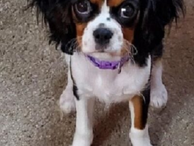 Cavalier King Charles Spaniel Pups