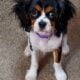 Cavalier King Charles Spaniel Pups