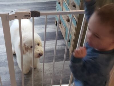 Sweet Goldendoodle