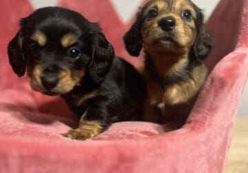 Dachshund Male and female