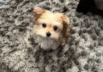 Teacup female Morkie-17 weeks old