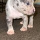 American Bully Puppies for sale