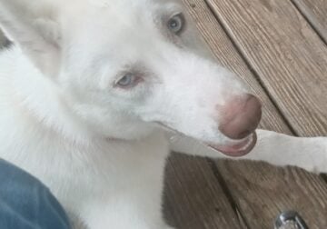6 month old pup