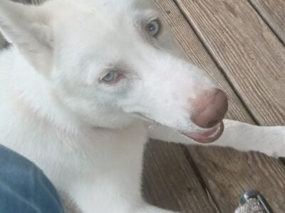 6 month old pup