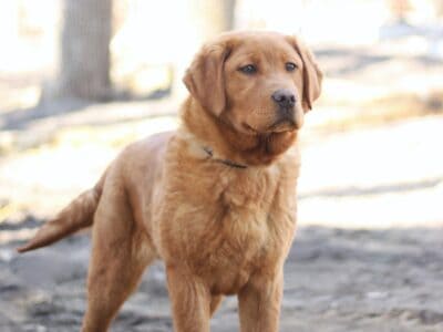 Labrador – Fox Red