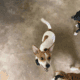 Chiwheenie 1yr old