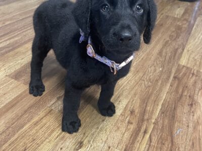 Mrs Evie