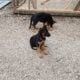 GERMAN SHEPHERDS