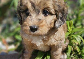 Toy Aussiedoodle