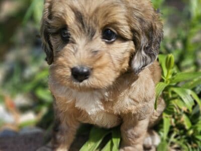 Toy Aussiedoodle