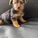 Yorkie puppies