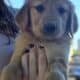 Pure bred golden retriever puppies