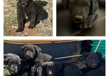 Beautiful Aussie / Lab