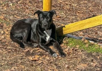 Shepherd Mix