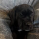 Nyx – Italian Mastiff