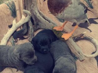 Charcoal lab Male and 2 black female puppies