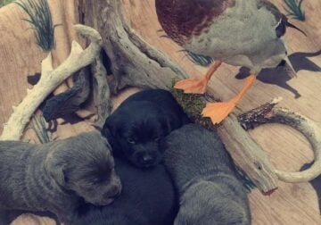 Charcoal lab Male and 2 black female puppies