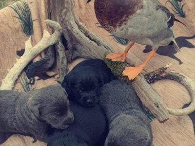 Charcoal lab Male and 2 black female puppies