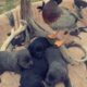 Charcoal lab Male and 2 black female puppies
