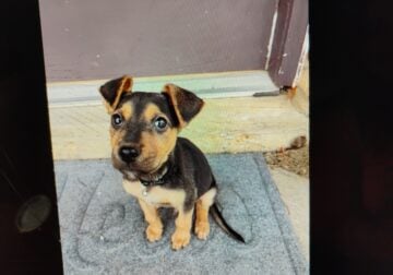 Selling puppy (5 month old)