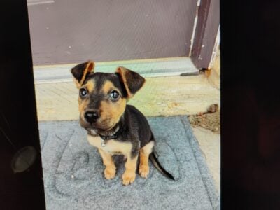 Selling puppy (5 month old)
