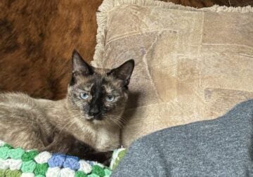Rehoming Sweet young torti point Siamese