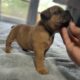 American Bully