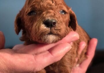 Mini Goldendoodles!!!
