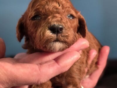 Mini Goldendoodles!!!