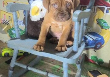 French Mastiff Puppies