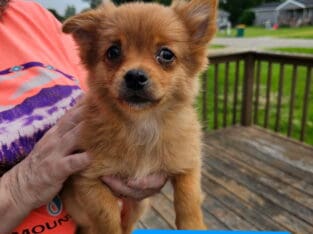 Pomchi puppies born 3/13/2025