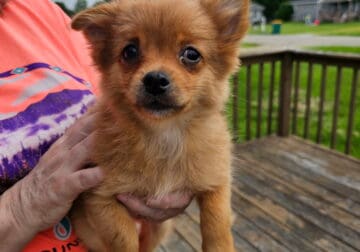 Pomchi puppies born 3/13/2025