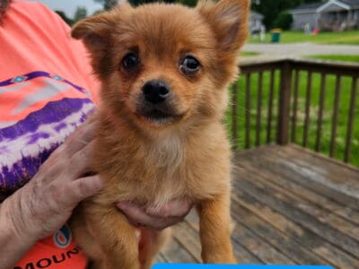 Pomchi puppies born 3/13/2025
