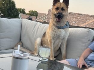 German Shepherd Male